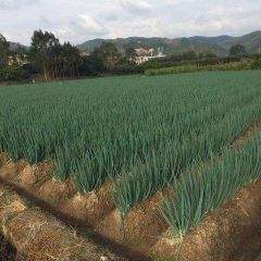 供应日本钢葱福建漳浦大葱