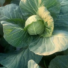 钟祥旺旺甘蓝大量上中品质好，颜色绿，就是没价