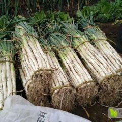 昌邑长白大葱，专业代收！