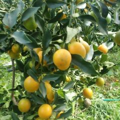 云南文山史上最牛金桔