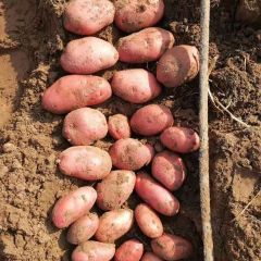 红土豆系列青薯9号，川尹，雪川红，荷兰14