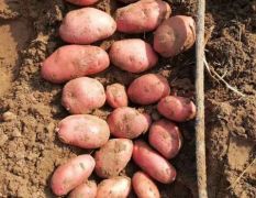 红土豆系列青薯9号，川尹，雪川红，荷兰14