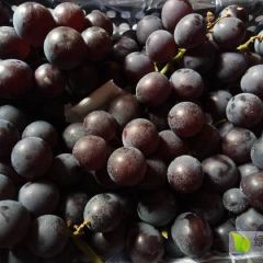 四斤箱巨峰葡萄冷库保鲜