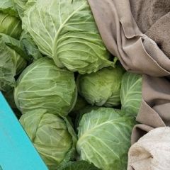 河北永年南大堡精品甘蓝，大量上市中了