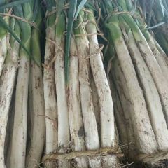 山东昌邑大葱大量上市