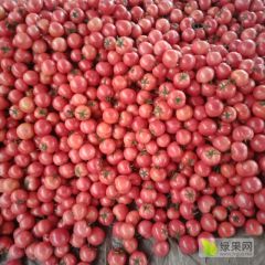 大量暖棚西红柿上市了