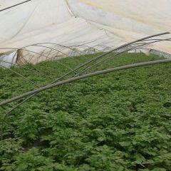 荷兰土豆上市上市中 价格美丽