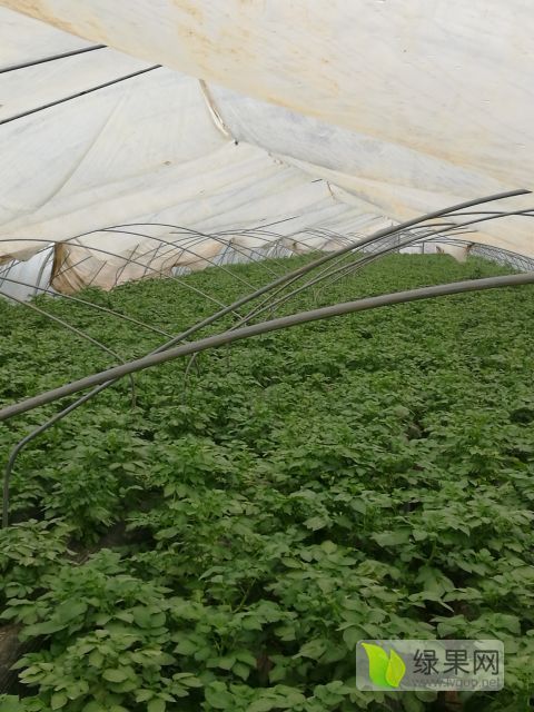 2018年山东滕州荷兰十五价格