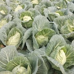 钟祥旺旺大量上市，价格便宜