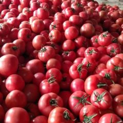 山东莘县硬粉西红柿大量上市，物美价廉