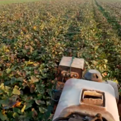 我家（河南）有大量红皮白瓤红薯，淀粉多，面甜