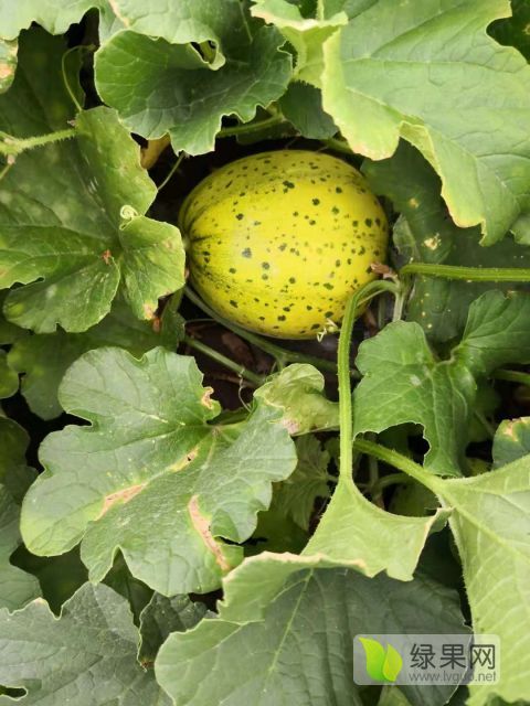2018年吉林宽城蜜点3、花宝3价格
