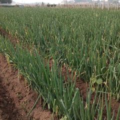 章丘大葱 自产自销 诚招代理