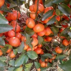 来宾沙糖桔 以诚相待，专业中介，果老板至上！