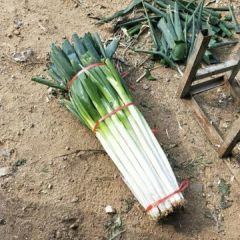 山东省费县铁杆大葱基地