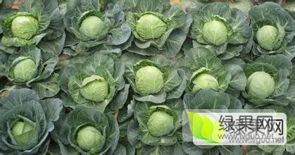 徐州优质甘蓝大量上市
