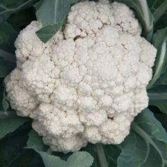 徐州大量有机花菜花上市