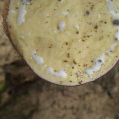 山东鲁西北地瓜大量出售