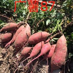 陆丰潭西林耀欢广薯87、西瓜红红薯