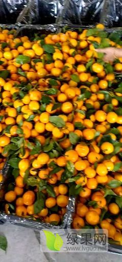 宜昌蜜桔大量供应