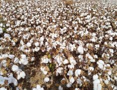 新疆一级籽棉500吨，量大价优