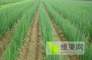 2019年山东莱城长白大葱价格