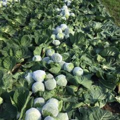 2018新甘蓝强势上市，基地种植