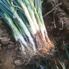莱芜市莱城区朱小庄优质长白大葱