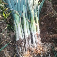 莱芜市莱城区朱小庄优质长白大葱