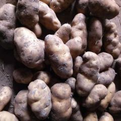 恒温库 地窖 土豆 大量批发
