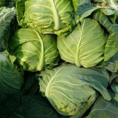 山东济南万亩卷心菜，包菜，大头菜！