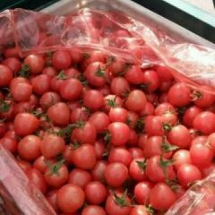 山东莘县圣女果上市量大大宗批发零批零售一件代发