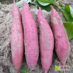 广东省陆丰市上英镇全沙地西瓜红