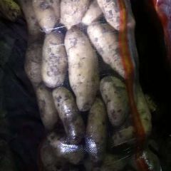 河北地窖土豆 质优价廉