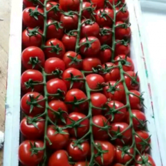 优质串番茄供应　欢迎果蔬界 餐饮界的朋友
