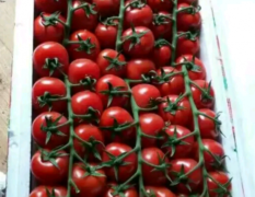 优质串番茄供应　欢迎果蔬界 餐饮界的朋友