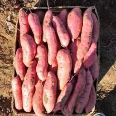 辽宁省凌海大量供应红薯，纸箱包装，窖存，