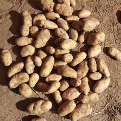 武川精品226翻包货600吨