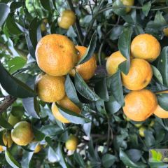 2018年广西沙糖桔开始上市