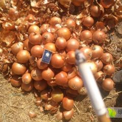 大黄出售每吨500元，需要的看过来