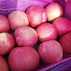 辽宁省葫芦岛市绥中县糖心富士苹果