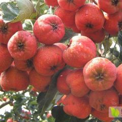 辽宁红肉山楂苗新品种批发