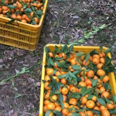供应 兴安11月-1月南丰蜜桔柑橘