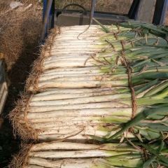 滕州市界河镇万亩大葱己经上市了