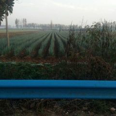 铁杆大葱 种植大葱2万亩， 常年供应