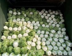 苏北义和秋白菜大量上市了！