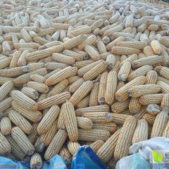 广灵县西姚疃村和留疃村大量玉米上市