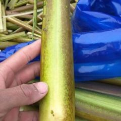 茭白批发，价格优惠，阿文批发