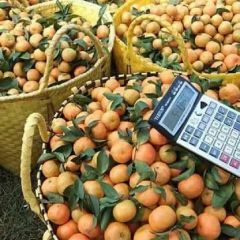 广西沙糖橘刚刚成熟，欢迎全国客商
