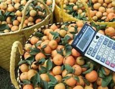 广西沙糖橘刚刚成熟，欢迎全国客商